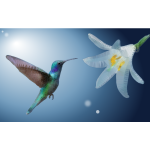 Hummingbird Flying in the Flower